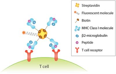 Expanding Role of T Cells in Human Autoimmune Diseases of the Central Nervous System